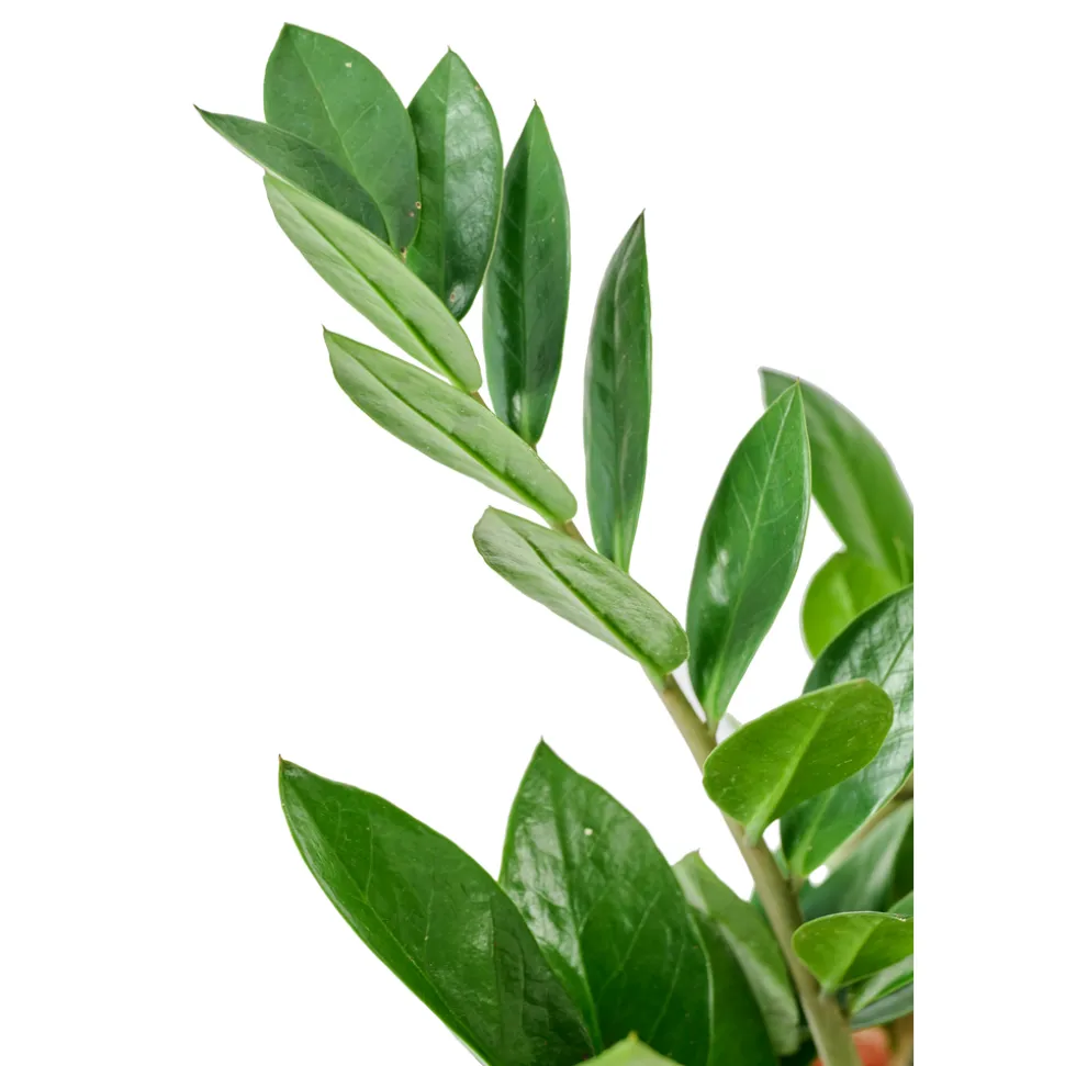 Zamioculcas : pot Diamètre 17 cm Hauteur 65 cm
